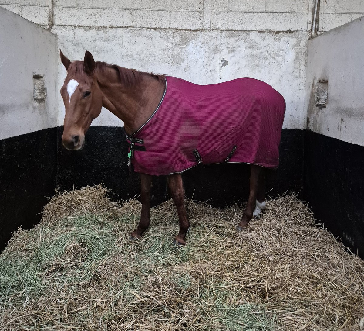 RoadCheltenham's tweet photo. 😍 What a horse STATE MAN is!
1️⃣2️⃣ Grade 1 victories
3️⃣ Irish Champion Hurdles
3️⃣ Boodles Champion Hurdles
💰 Over £1.5 million in prize money
🟡⚫️ And he's still only 8 years old. https://t.co/vw9dDoLxDz