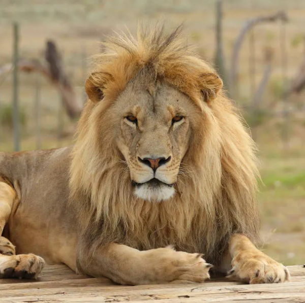 wild_predators's tweet photo. The Apex Hunters are coming. The King of the Jungle has confirmed his presence #WildApexPredators #BigCats #WildAnimals #Wildlife #TopPredators https://t.co/TIOyjYVwaN