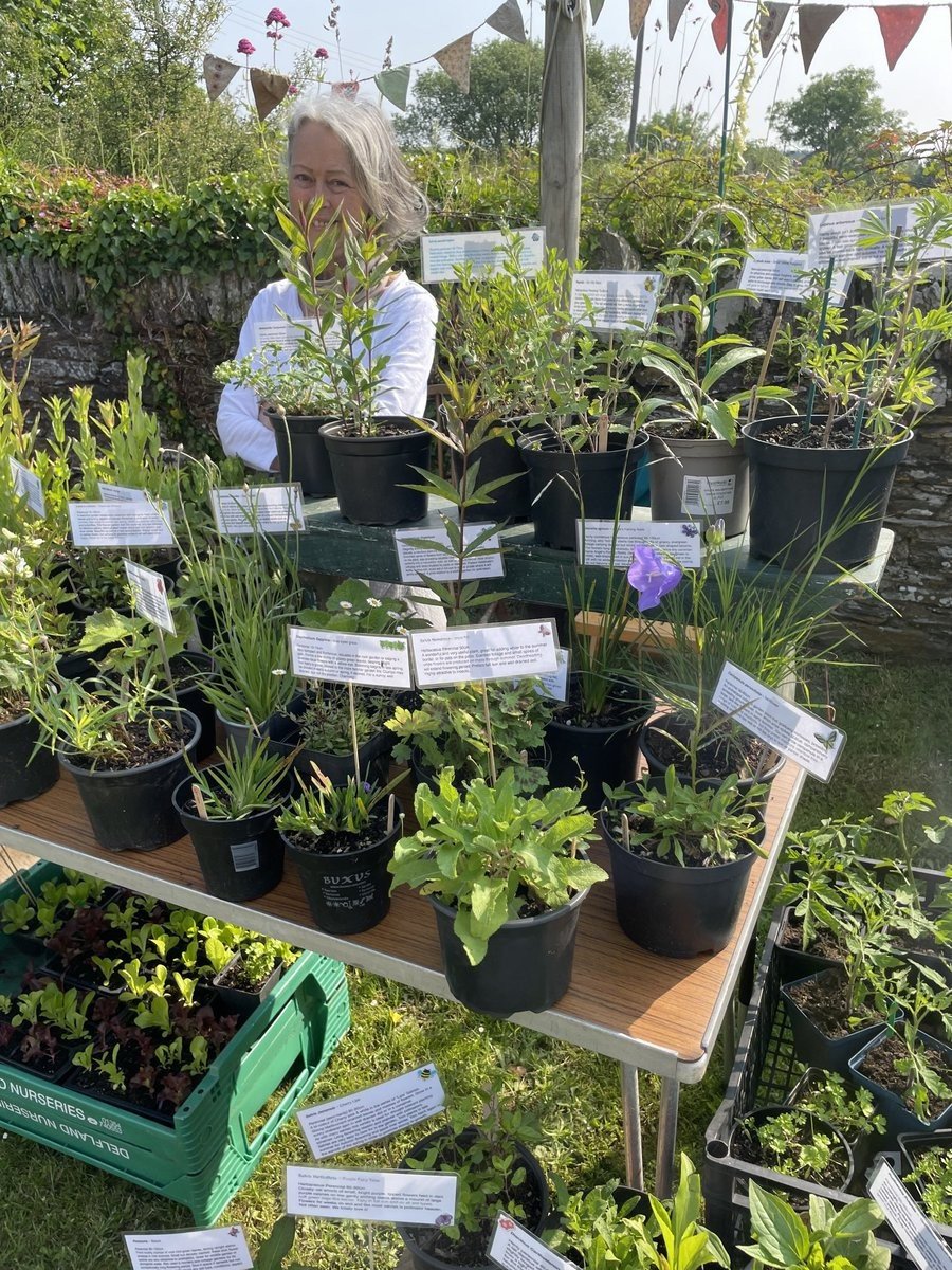 Rob &amp; I will be at Whitecross Local Produce Market near Bodinnick, #Cornwall (PL23 1NF) tomorrow -10am-1pm - with our plants for #pollinators 🌱🐝🌼🪲🦋🪰

All grown in peat-free compost with lots of love and no pesticides

It's SUCH a lovely market... do come along if you can