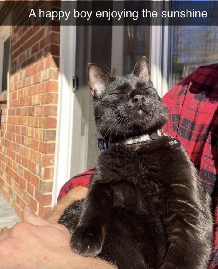 RespectfulMemes's tweet image. 