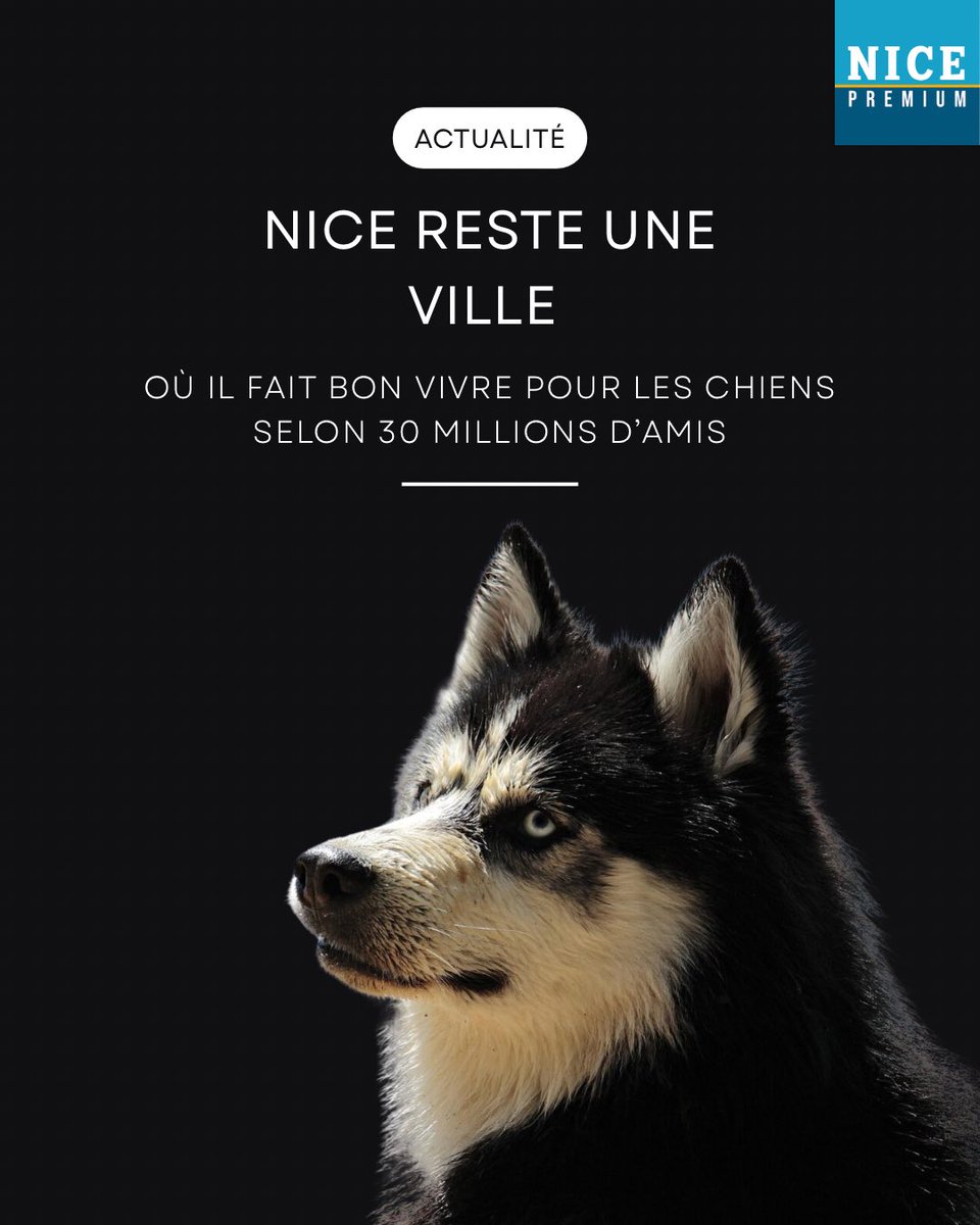 La ville de Nice conserve sa deuxième place au classement des grandes villes les plus accueillantes pour les chiens. Une reconnaissance pour ses politiques en faveur du bien-être animal

#bienetreanimal #animaux #30millionsdamis #nice
