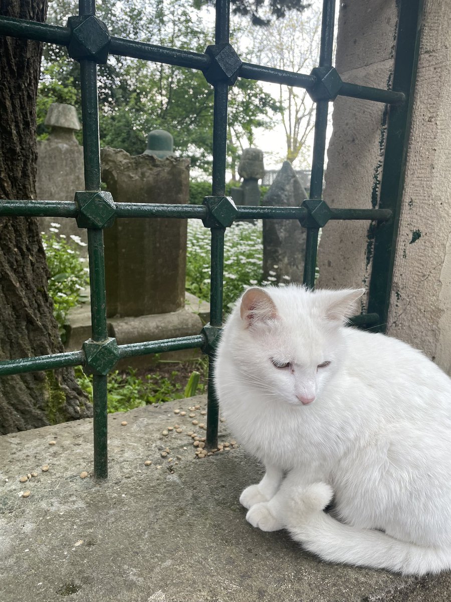 phd_historian's tweet photo. Bir melek gördüm sanki ❤️ https://t.co/dVGFrjfNoU