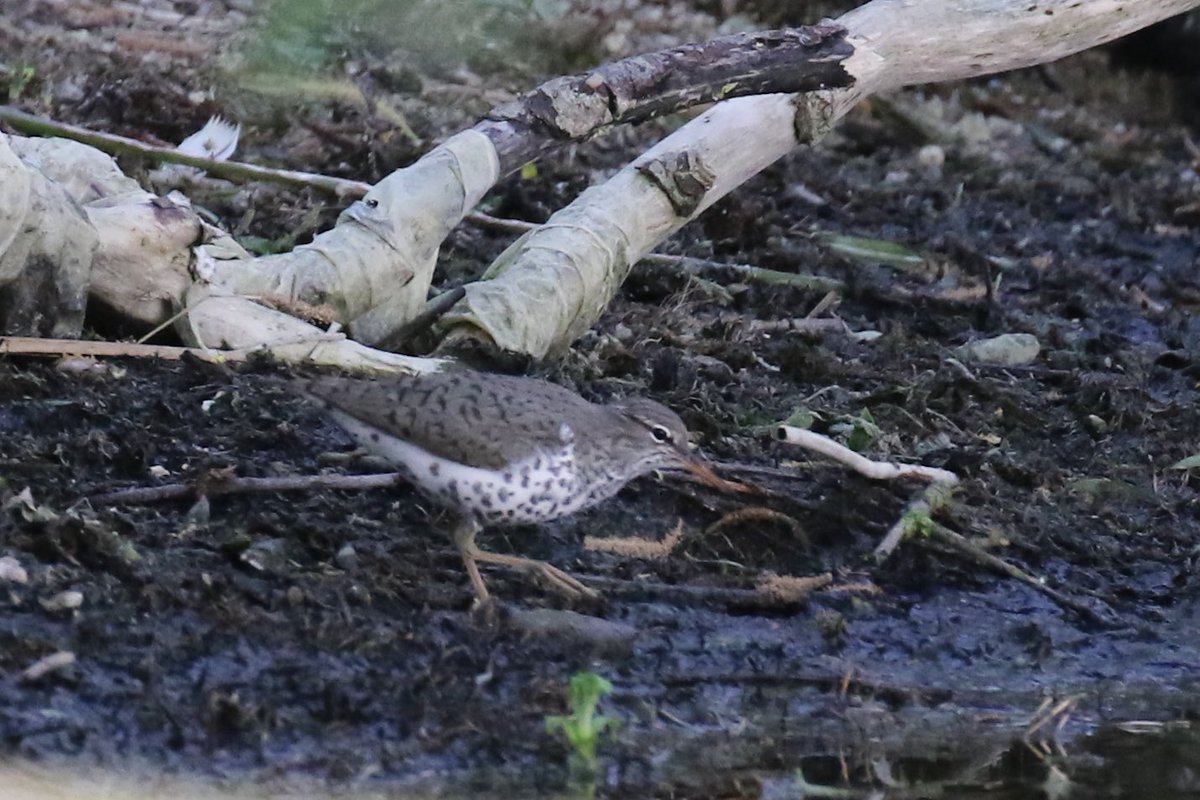 Owen Parsons (@owenpar91687609) on Twitter photo Another great week’s birding in the West Midlands, visiting a few of the reserves. Unfortunately another alpine accentor dip at Flamborough. Nice curlew sandpiper found by <a href="/marcbuzzard/">Marc Hughes</a> and Hobby at Middleton. Week finished off with a lifer of Spotted Sandpiper. 241 ✅ Another great week’s birding in the West Midlands, visiting a few of the reserves. Unfortunately another alpine accentor dip at Flamborough. Nice curlew sandpiper found by <a href="/marcbuzzard/">Marc Hughes</a> and Hobby at Middleton. Week finished off with a lifer of Spotted Sandpiper. 241 ✅