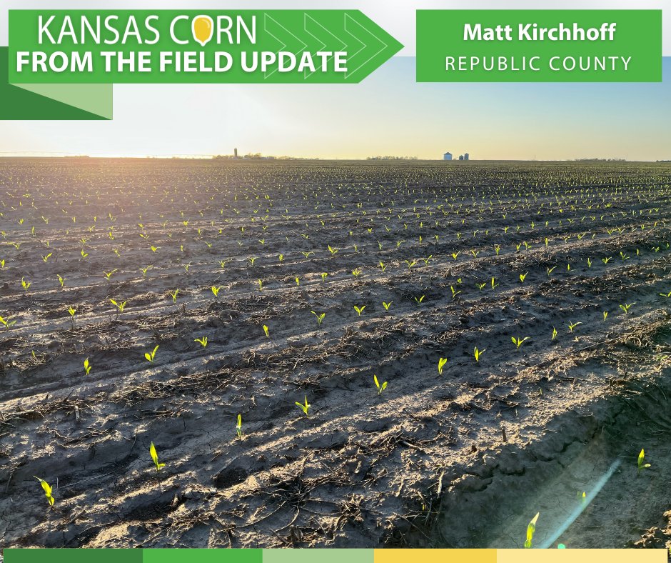 kscorn's tweet image. #Plant25 update from Matt Kirchhoff in Republic Co., “We are 70% done planting corn. It was dry at the start of planting and we had to irrigate to activate some herbicide. We are trying out some short stature corn this year, hoping to find a good hybrid.” #kscorn #shortcorn