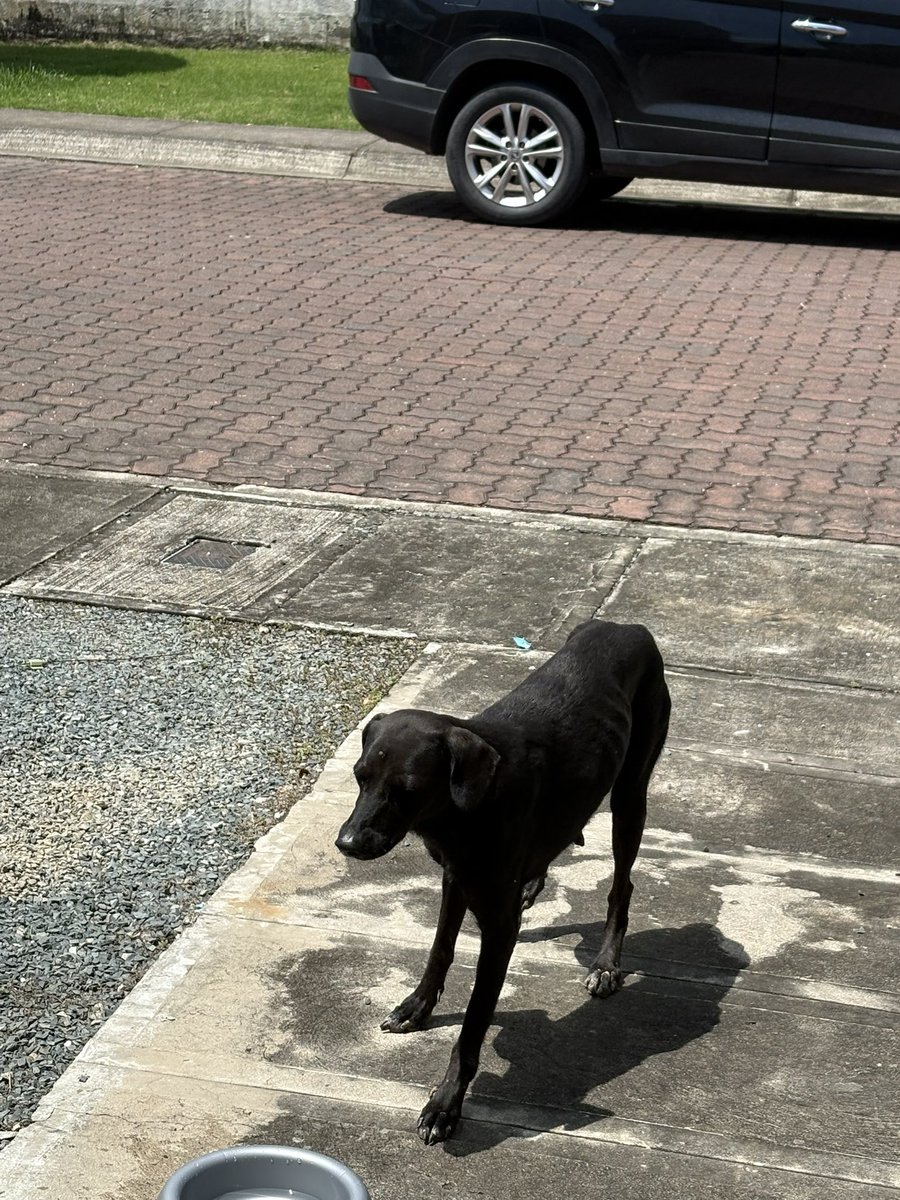 CaicedoMota's tweet photo. Hay una perrita perdida y recién parada que se metió en una etapa de la Joya 
Ayúdenme a llegar a bienestar animal para que la vengan a ver @ComunidLaAurora @EmergenciasEc https://t.co/SJqcTa7AZe