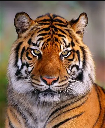 wild_predators's tweet photo. The Apex Hunters are coming. The Beast of the Nature  will be there #WildApexPredators #BigCats #WildAnimals #Wildlife #TopPredators https://t.co/h4dx7lSb2l