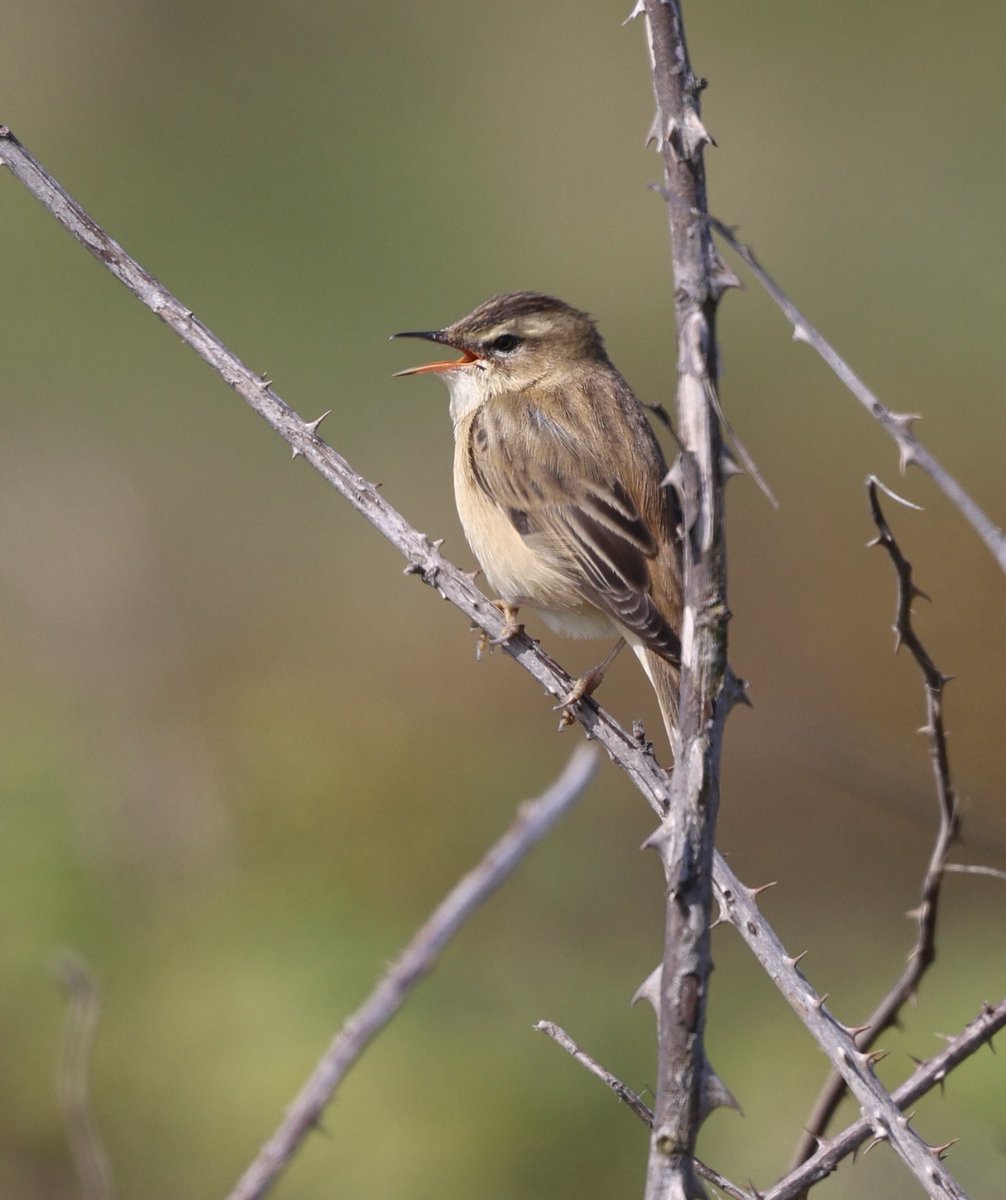 Sedge Warbler in full song at the Old Fall Hedge, Flamborough ⁦