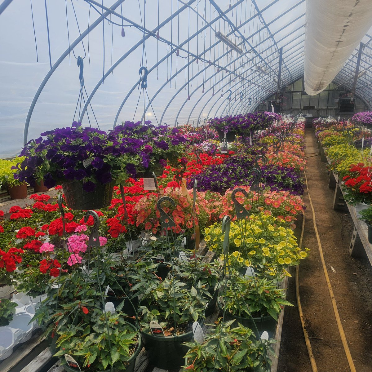 Still in the greenhouse.  Maybe to the outside next week of the weather allows.