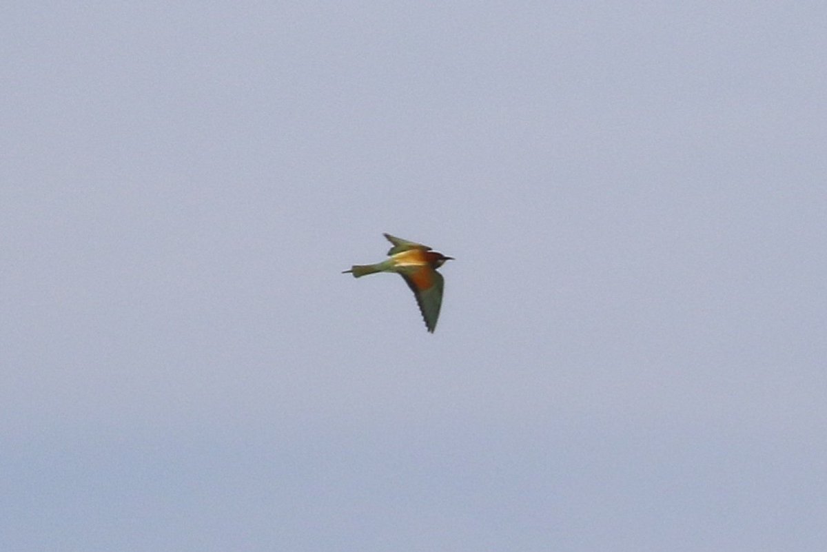 European Bee-Eater from Co Wexford today.