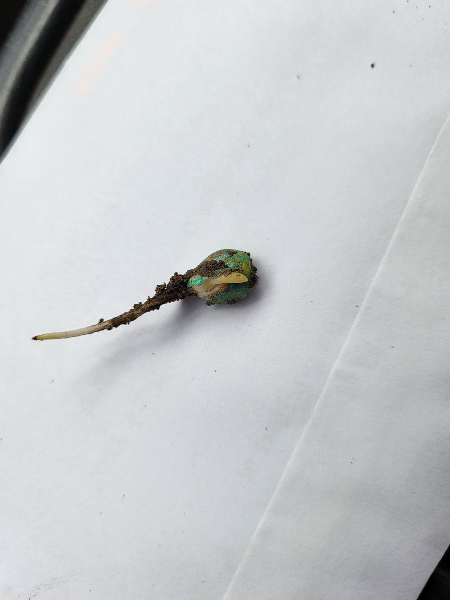 Sprouts on early planted corn. Planted last Friday! 🌽 🌱