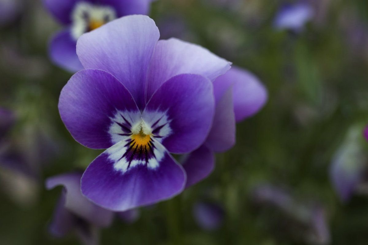 sudi1007's tweet photo. #Gartenimpression #Mainzgarten https://t.co/Q9FyhEUDrn