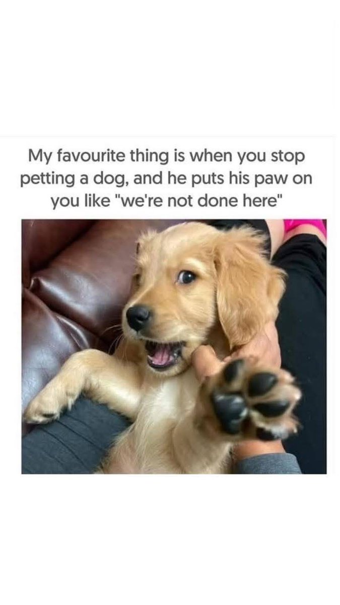 Heckin Good Dogs (@heckingooddogs) on Twitter photo 