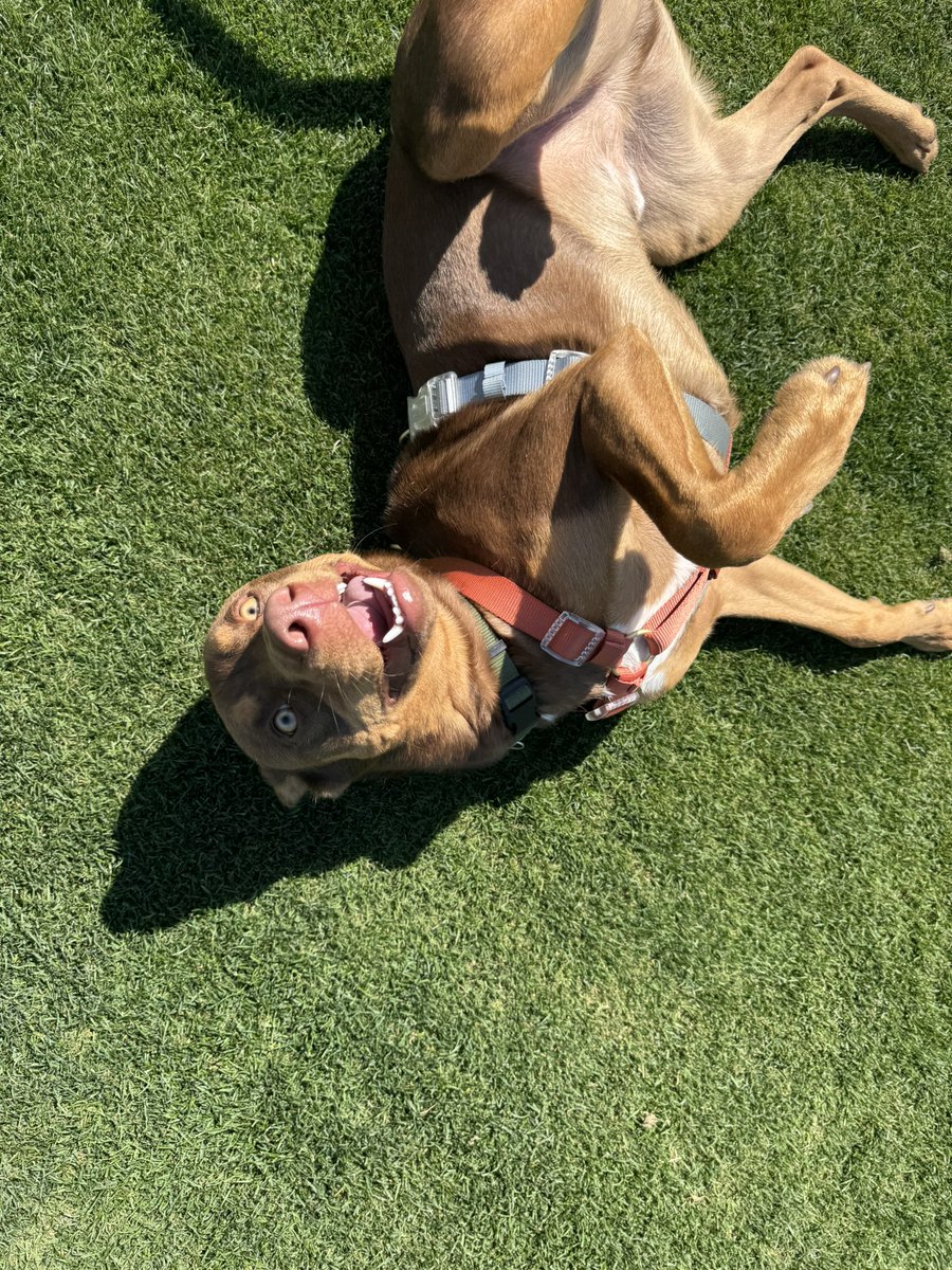 Happy Friday🐶 Golf course dogs really do have it the best! <a href="/DogsOfTurf/">Dogs Of Turf</a>