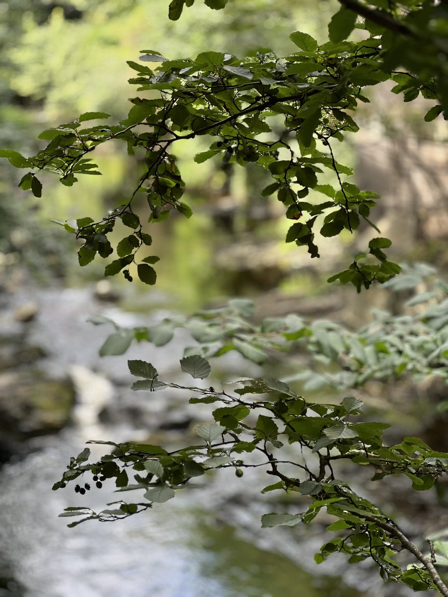 حتى إذا زكت النفوسُ وهُيئت *** 
للنصر جاء النصرُ كالمُعتادِ 
تأتي البشائرُ بعدَ طول مشقةٍ, *** 
كالغيث بعدَ البرق والإرعادِ