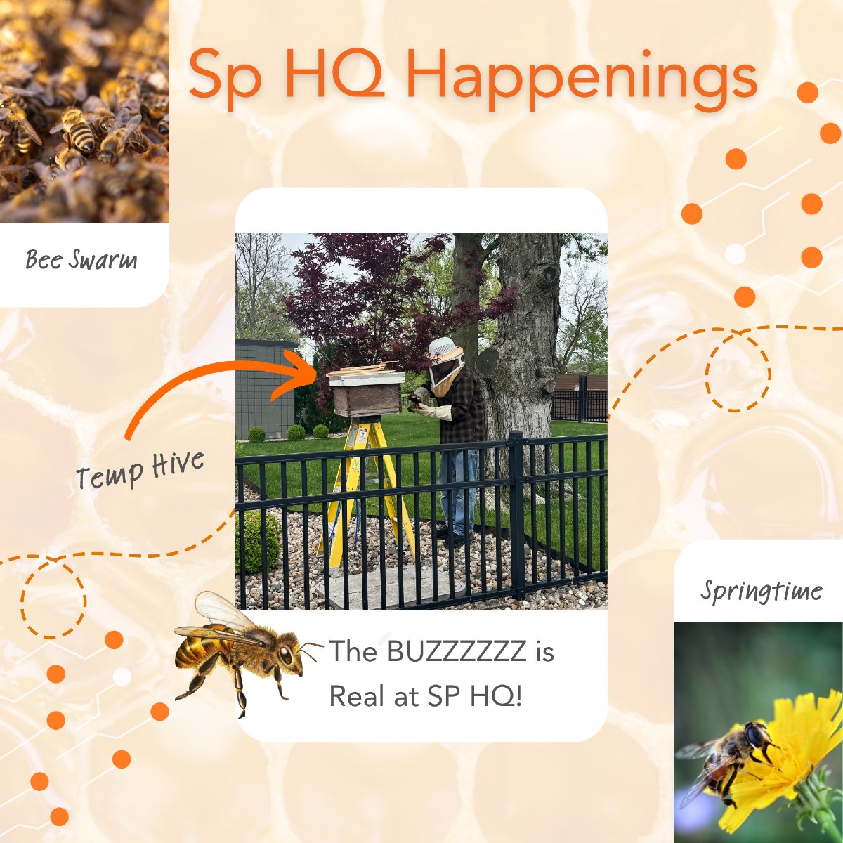 At HQ, even the bees know it's a hive of activity! A swarm of honeybees decided to set up shop in one of our trees.  No worries, we’ve got the right guy for that! Just another day at Sp where we detect the unexpected, respond with precision, &amp; secure!