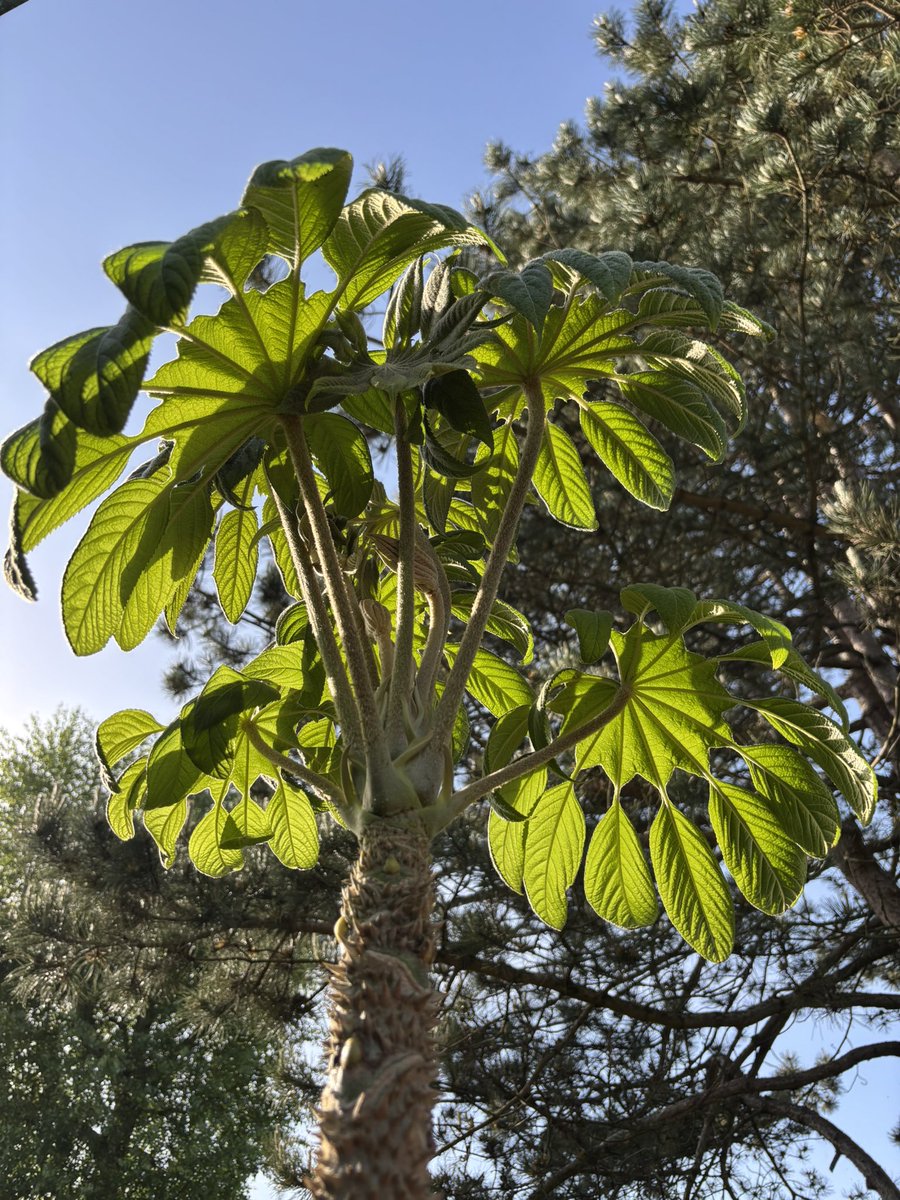 Brassaiopsis mitis in the late afternoon. What beautiful light! 😎