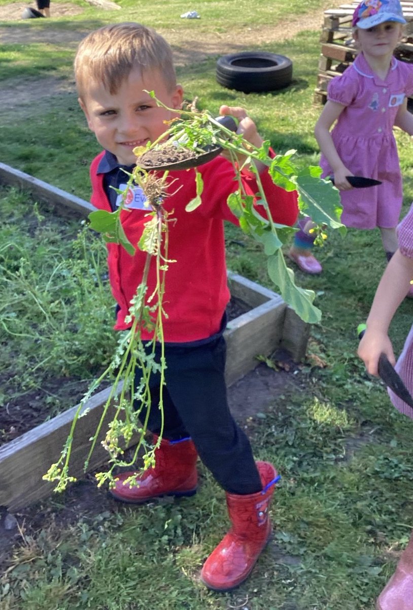 Cherry Grove EYFS (@cherrygroveeyfs) on Twitter photo Our young gardeners have been hard at work preparing the bedding area - digging up roots and learning why it matters! We’re excited to plant a herb garden soon. Great for motor skills and hands-on science! <a href="/CherryGrovePS/">Cherry Grove Primary School and Nursery</a> Our young gardeners have been hard at work preparing the bedding area - digging up roots and learning why it matters! We’re excited to plant a herb garden soon. Great for motor skills and hands-on science! <a href="/CherryGrovePS/">Cherry Grove Primary School and Nursery</a>