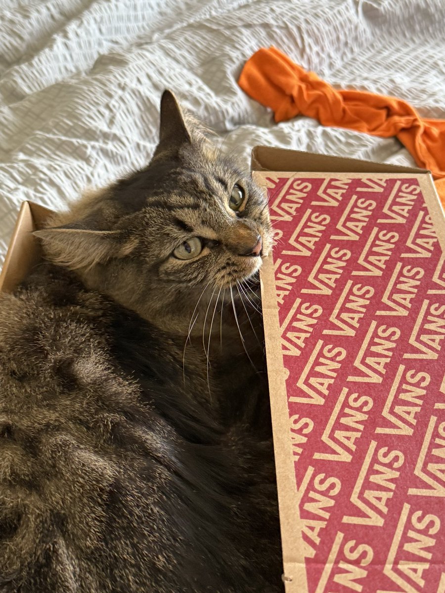 ItsMrsJessers's tweet photo. Everything seems so depressing and sad in this world anymore.

So here enjoy some pictures of my cute animals to brighten your feed/day! 💜 https://t.co/FEUgLu2oY0