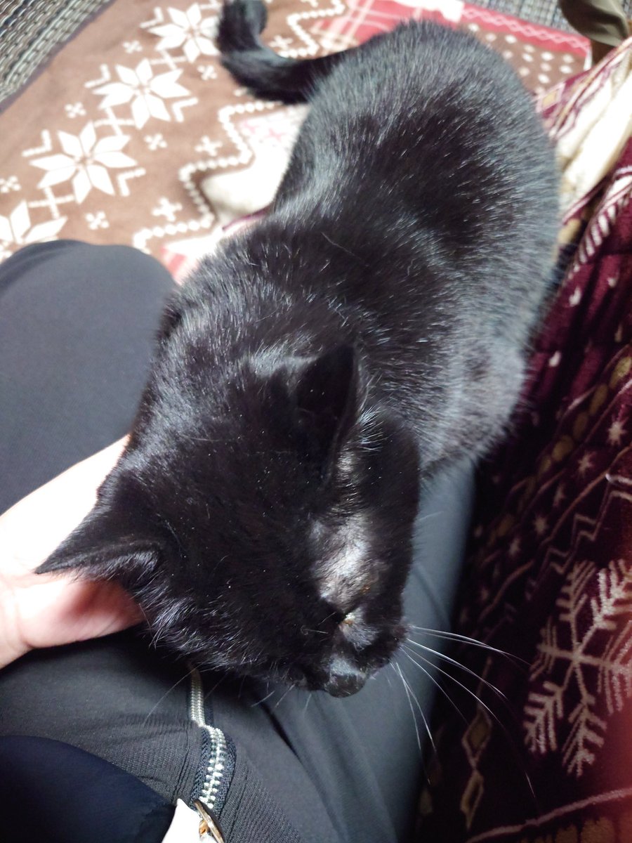 ただいま愛しの毛玉