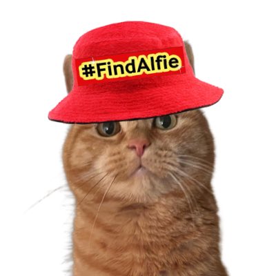 Shouty meow: ‘Come home Alfie!’. #NewProfilePic #Churchdown #FindAlfie