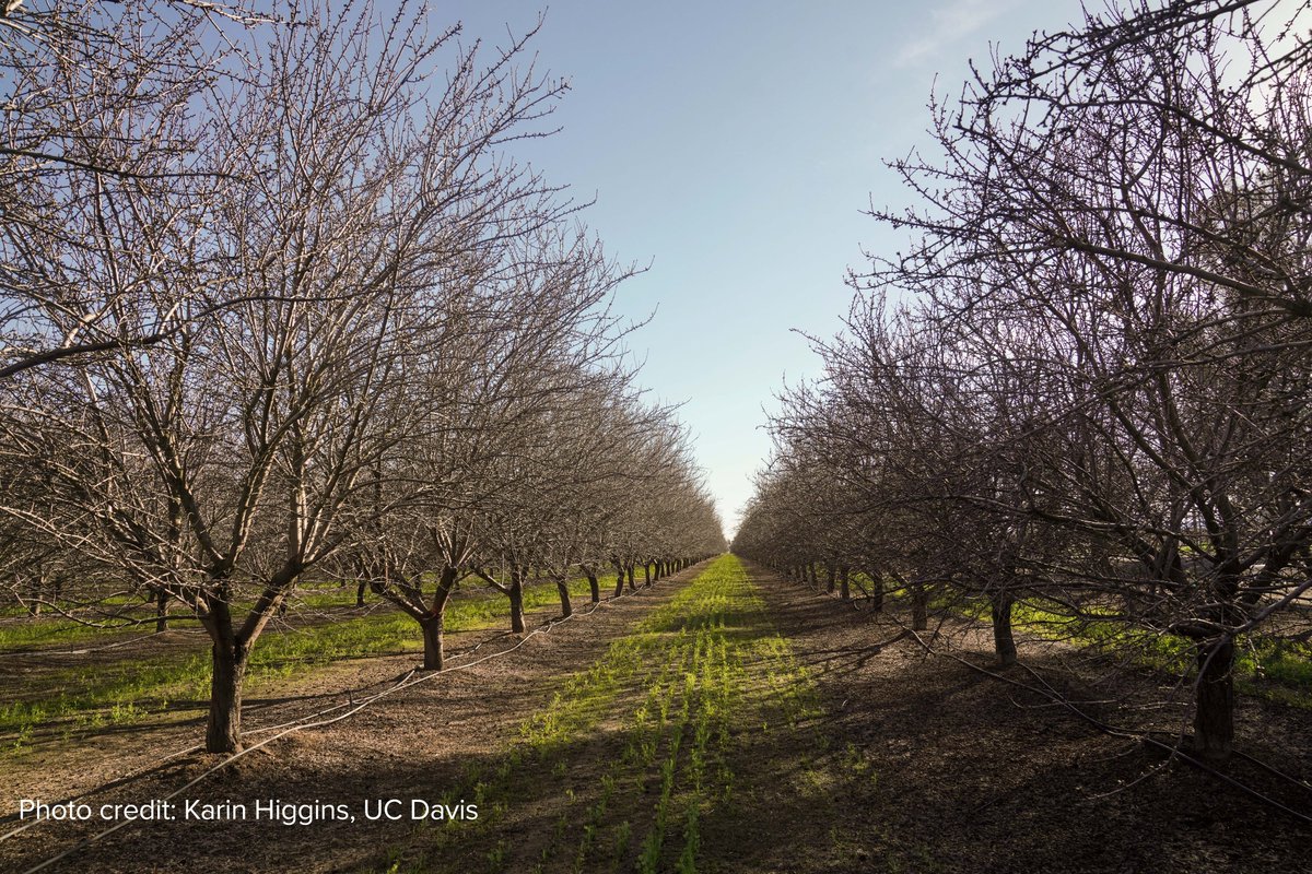New article: “California’s Sustainable Groundwater Management Act: What Are Its Early Impacts?” by Ellen M. Bruno and Nick Hagerty leads #AREUpdate Special Issue: Managing California’s Scarce Water Resources Read more: tinyurl.com/2fvpe5ws #SGMA
