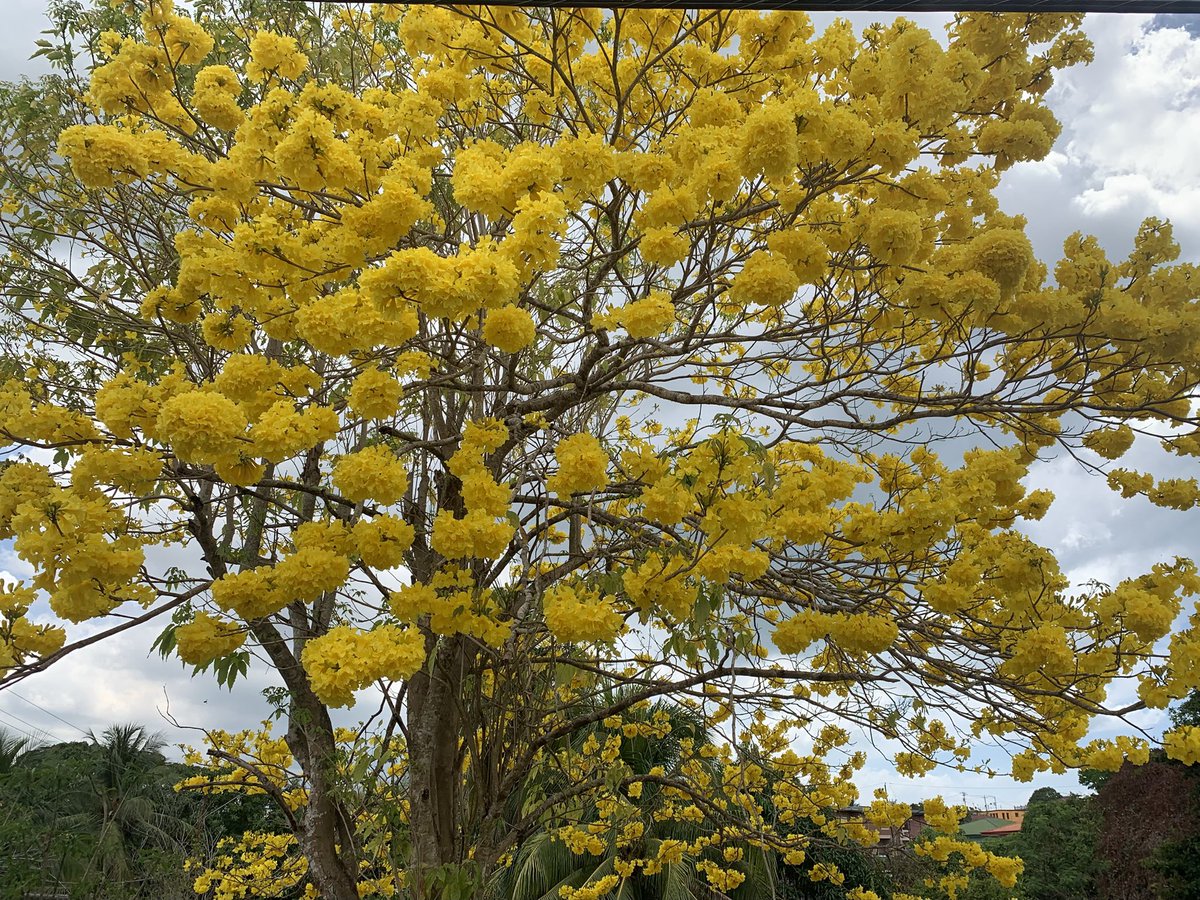 vjogee's tweet image. The Poui trees in Trinidad: absolutely breathtaking and beautiful. Psalm 118:23