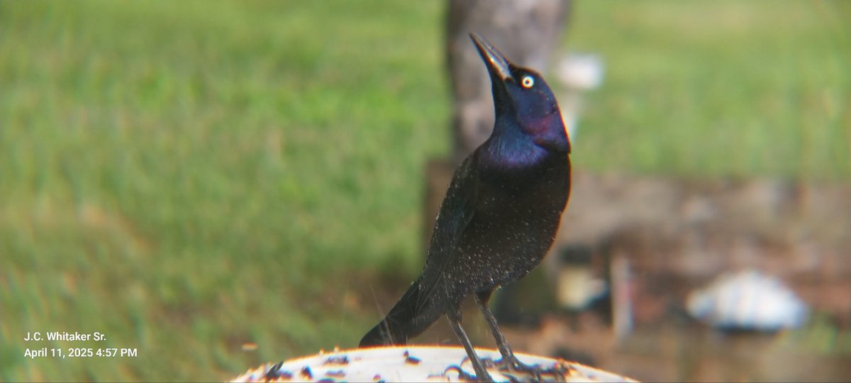 JW Barbecue and Wings (Competition BBQ Team) (@pitmasterjw) on Twitter photo 