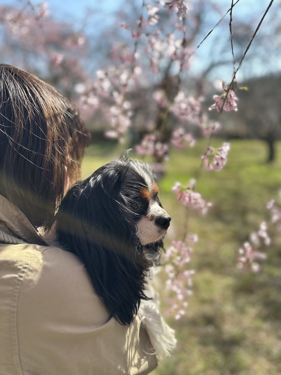 ＊

こちらの地方もほとんど桜が散ってしまいました

美しいのに儚いですね

＊

#キャバリア #キャバリアキングチャールズスパニエル #CavalierKingCharlesSpaniel #cavaliers