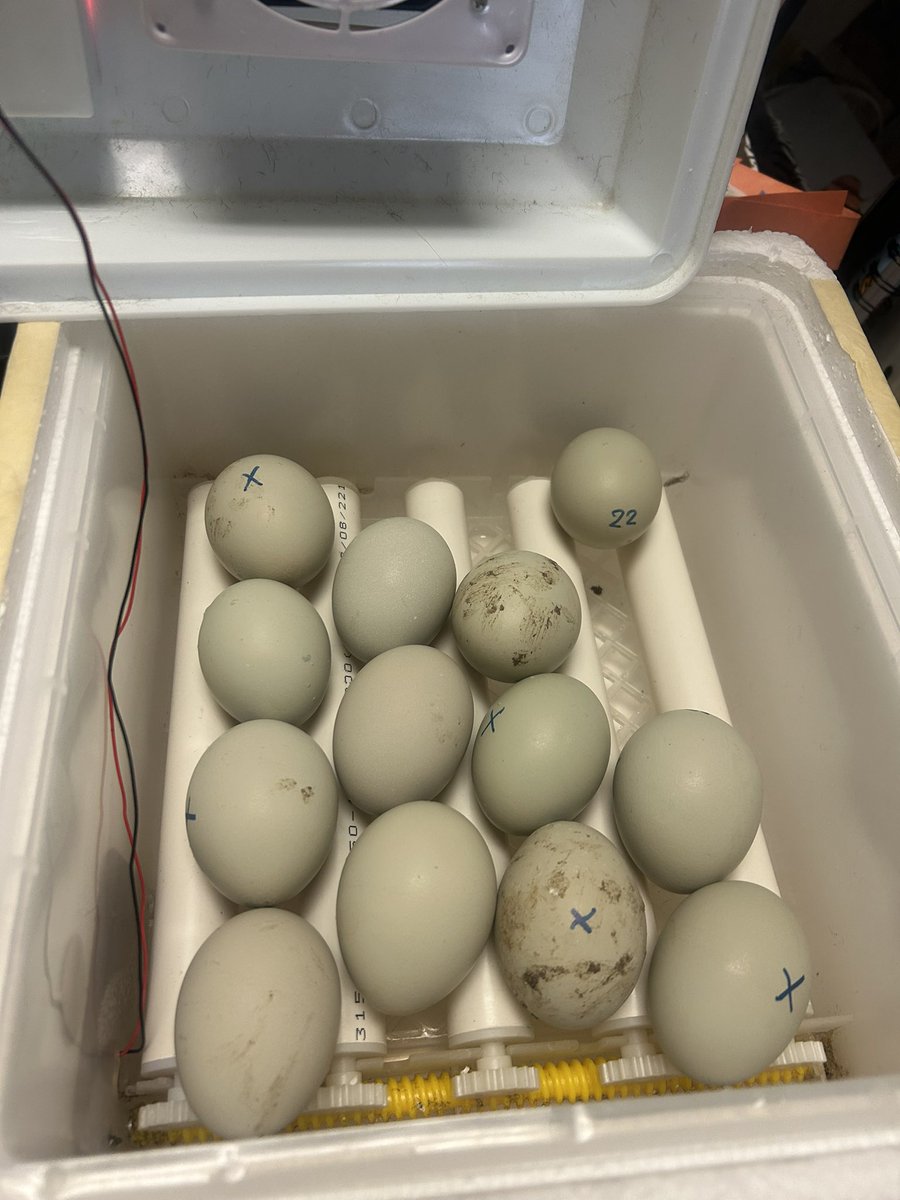 CParadise_HWDSB's tweet image. This week in our kindergarten world, our eggs hatched just in time for spring and Easter! Students are experiencing the wonder of new life while learning about care, responsibility, and life cycles. #KindergartenJoy #SpringLearning #HatchingChicks