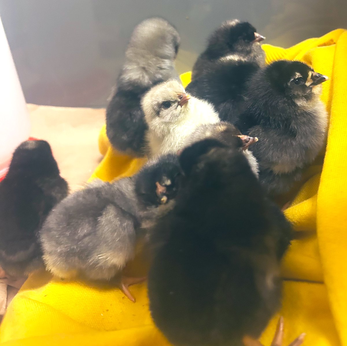 CParadise_HWDSB's tweet image. This week in our kindergarten world, our eggs hatched just in time for spring and Easter! Students are experiencing the wonder of new life while learning about care, responsibility, and life cycles. #KindergartenJoy #SpringLearning #HatchingChicks