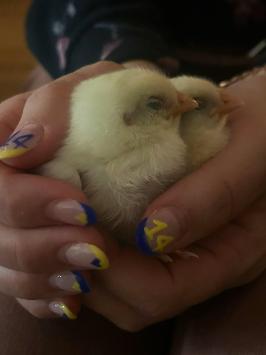CParadise_HWDSB's tweet image. This week in our kindergarten world, our eggs hatched just in time for spring and Easter! Students are experiencing the wonder of new life while learning about care, responsibility, and life cycles. #KindergartenJoy #SpringLearning #HatchingChicks