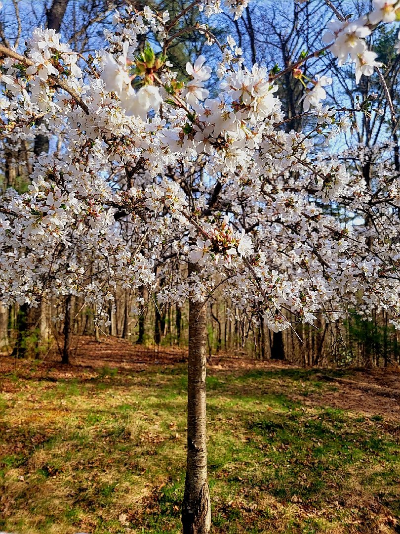 Cherry Tree in full bloom! Happy Easter Everyone 💖🌸
#EasterSunday #Easter2025 
#cherrytree #spring