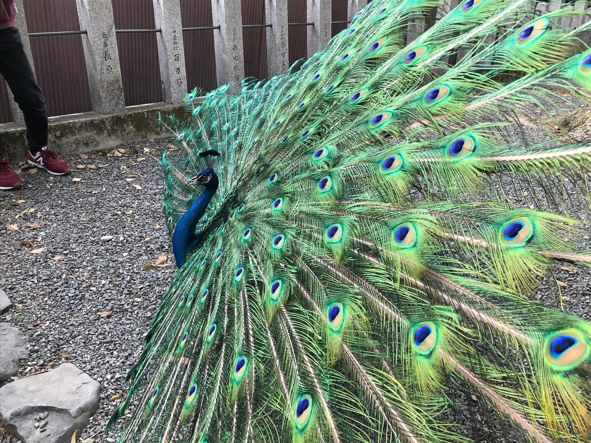 【検証】クジャクの目を数える

4/26(土)13:00〜　@総人広場

挑戦者募集中！