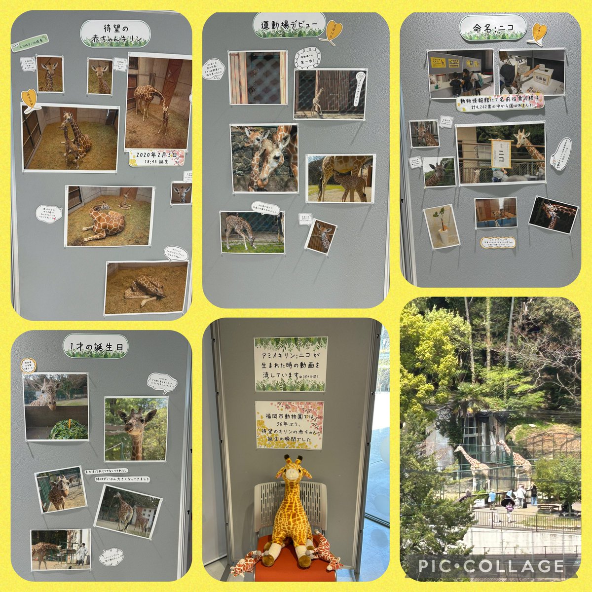 moko_625's tweet photo. 今日、福岡市動物園から、アミメキリンのニコくん🦒が伊豆シャボテン動物公園に転出🥹
ジュラ(父)リンダ(母)と5年間一緒にいたから離れるのは寂しいと思うけど…飼育員さんとたくさんトレーニング頑張ってたから、伊豆でもニコくんらしく笑顔で頑張ってほしいなぁ〜🦒💕 https://t.co/vVomh9MsEx