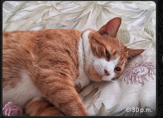 Aviso: Se busca gatita anaranjada, pecho blanco, patas blancas. Se llama Pin. Sector calle Tomás Moro con Imperial, en Las Condes. Avisar a 9 9479 5170.  Su dueña  se llama Berta Stocker.