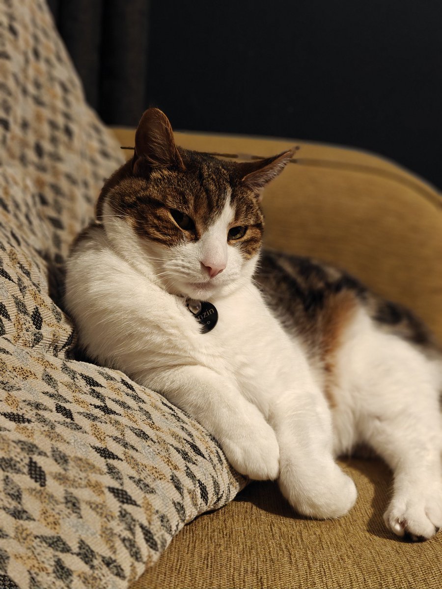 VolKaneo tweet media