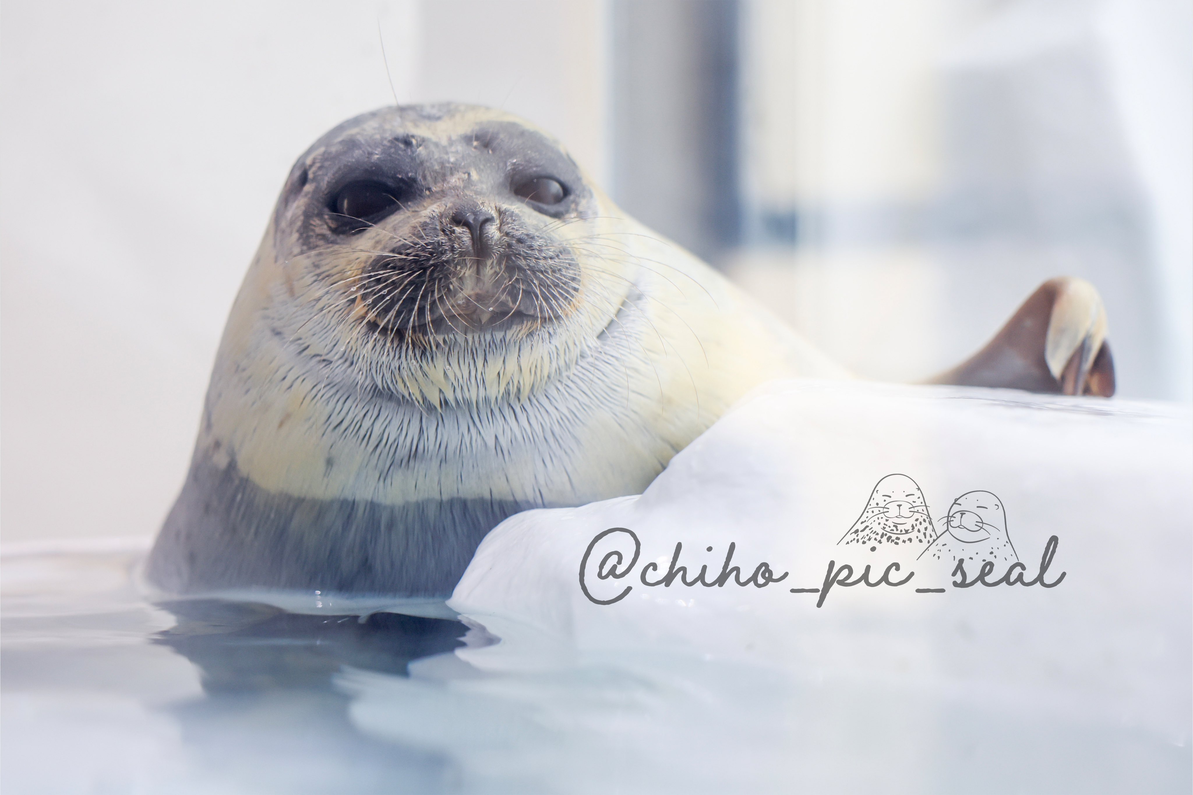 chiho (@chiho_pic_seal) / X