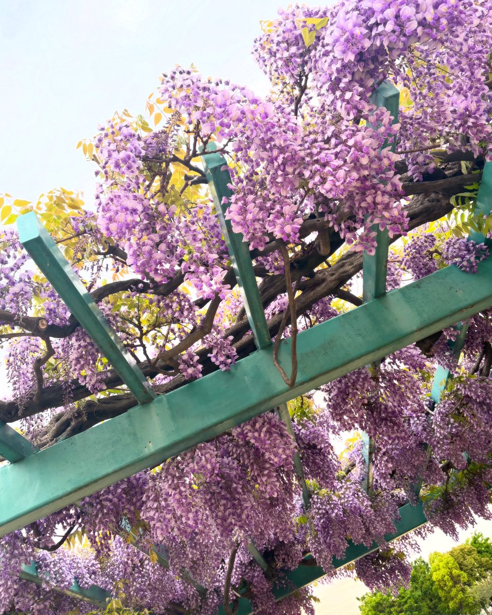 藤香る晩春。

思わずクンクン。