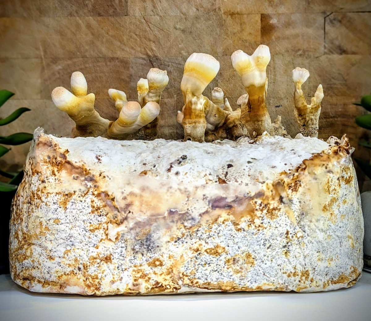 The Lockdown Garden (@gardenlockdown) on Twitter photo 