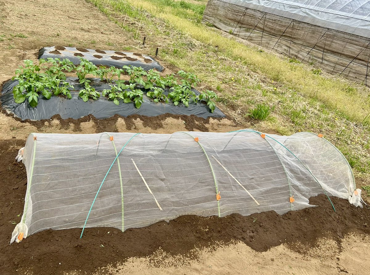 一昨日と昨日は体験農園で
①キュウリと中玉トマトとミニトマトの畝作り⇒マルチ張り⇒植え付け⇒農ポリトンネル張り
②コマツナ、ホウレンソウ、コカブの畝作り⇒種のすじ蒔き&amp;穴蒔き⇒防虫ネットトンネル張り
③3月中旬に植えた春ジャガイモ芽かき
をしてきました🧑‍🌾
両日とも25℃前後で暑かった💦