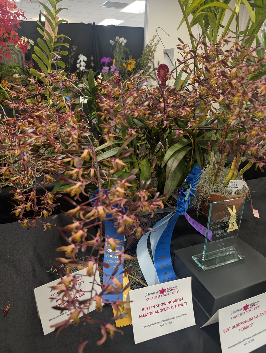 orchids2c's tweet photo. Flamingo Gardens Orchid Show https://t.co/4KMTDy4dxz