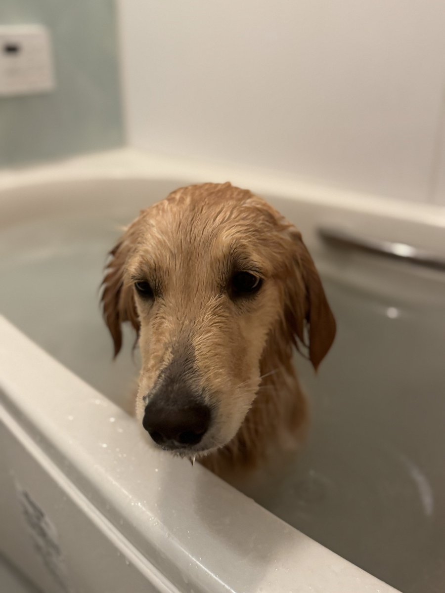 初めてのお風呂が思ってたのと違ってテンション下がっちゃった犬です

#ゴールデンレトリバー