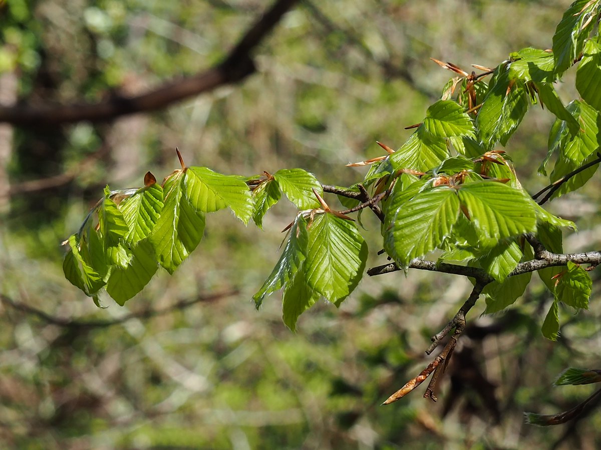 PerePousSerrat's tweet photo. Al #Vidranès, el faig ( Fagus sylvatica) de la #fageda, ja verdeja!
#Primavera
#plantadeldia https://t.co/Qr5S6XRJDy