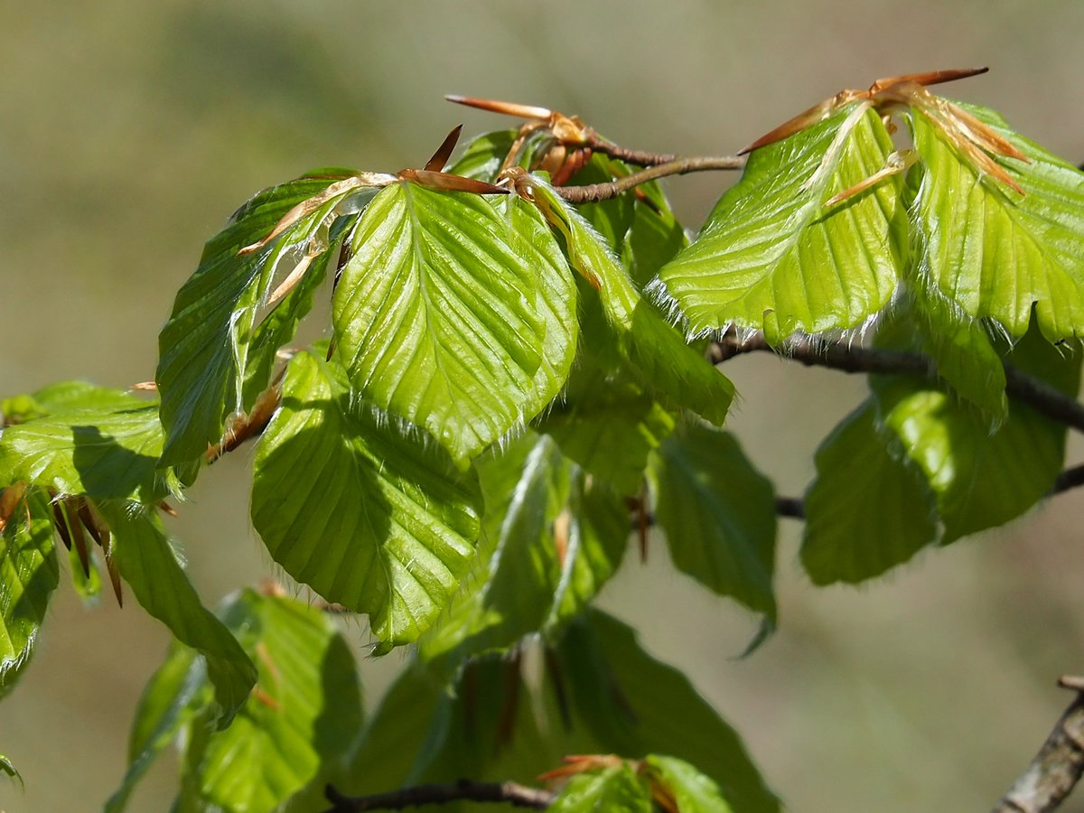 PerePousSerrat's tweet photo. Al #Vidranès, el faig ( Fagus sylvatica) de la #fageda, ja verdeja!
#Primavera
#plantadeldia https://t.co/Qr5S6XRJDy