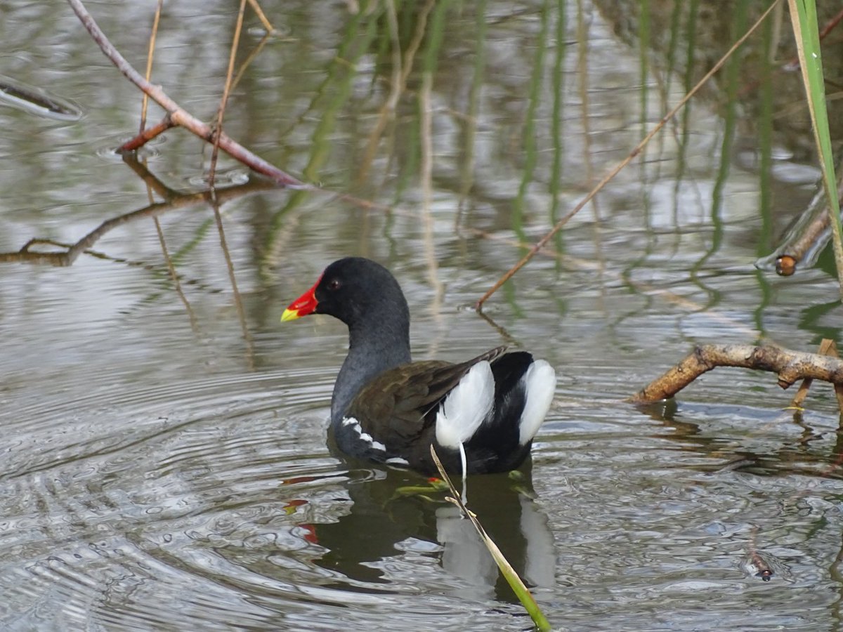 Hoy, en <a href="/PF_Valdebebas/">Parque Forestal Valdebebas - Felipe VI</a>: Alcaudón  común, Pájaro moscón, Cernícalo vulgar y Gallineta común