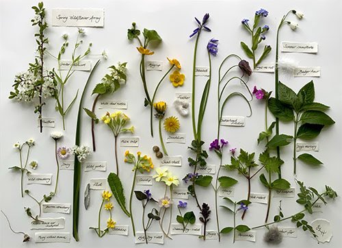 clothofnature's tweet photo. On special days throughout the year, I record all the plants flowering in our wildlife habitat. Mindfully, I gather a single flower from each plant that can spare a bloom. This Easter Day, I gathered 27 different species, gently resting them together in this celebratory display—with love and gratitude.
#WildflowerHour #HappyEaster