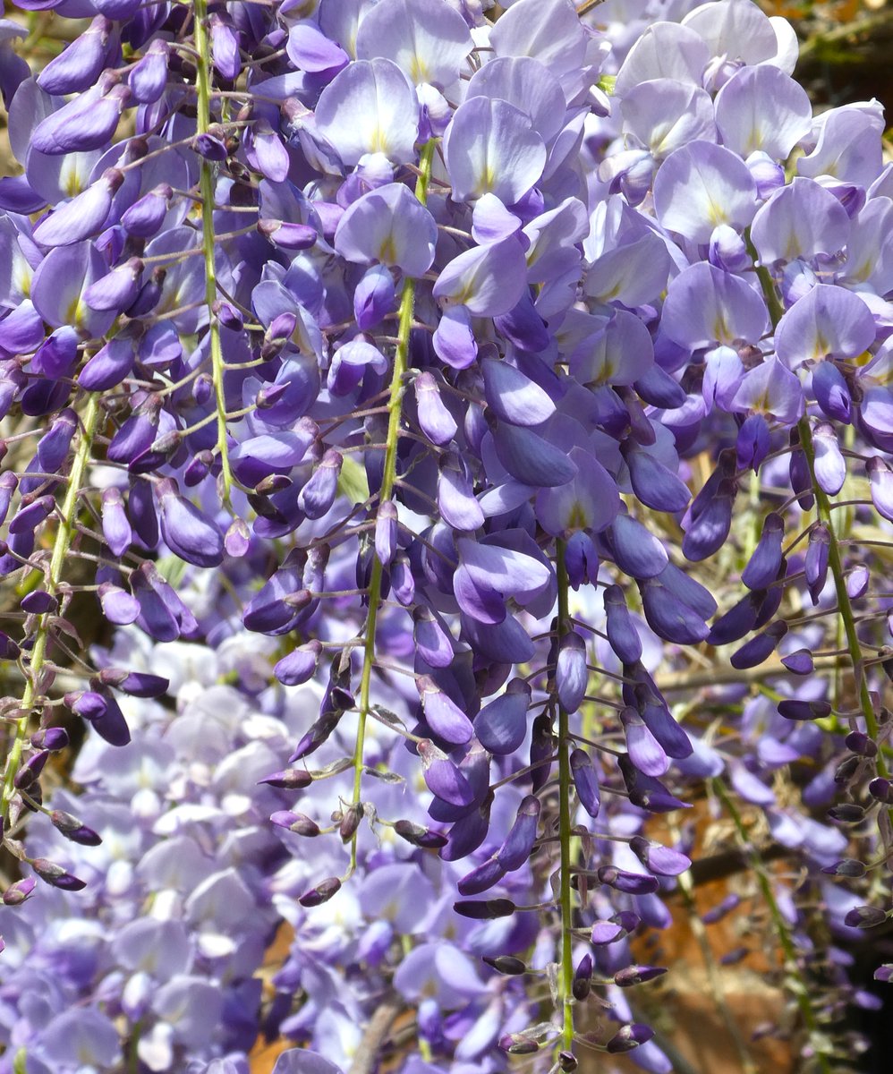 beatricegroves1's tweet photo. The lilac loveliness of wisteria💜
It is named after the American physician Caspar Wistar &amp; fills the air with clouds of scent - I wish you could smell it!💜 https://t.co/m0kFgLg3XB