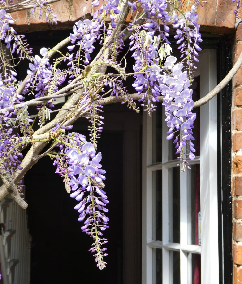 beatricegroves1's tweet photo. The lilac loveliness of wisteria💜
It is named after the American physician Caspar Wistar &amp; fills the air with clouds of scent - I wish you could smell it!💜 https://t.co/m0kFgLg3XB