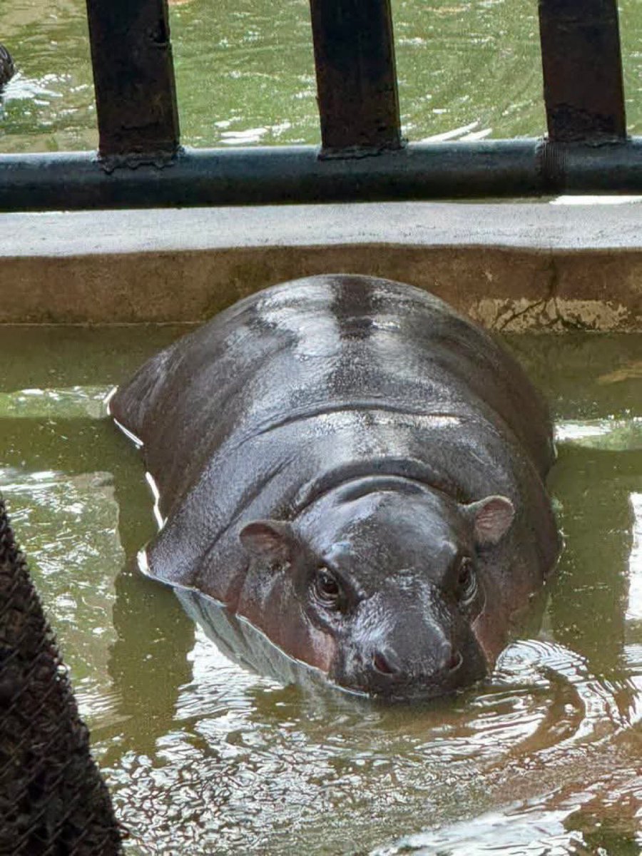 Easter with Moo Deng 🦛🐣💛

#moodeng