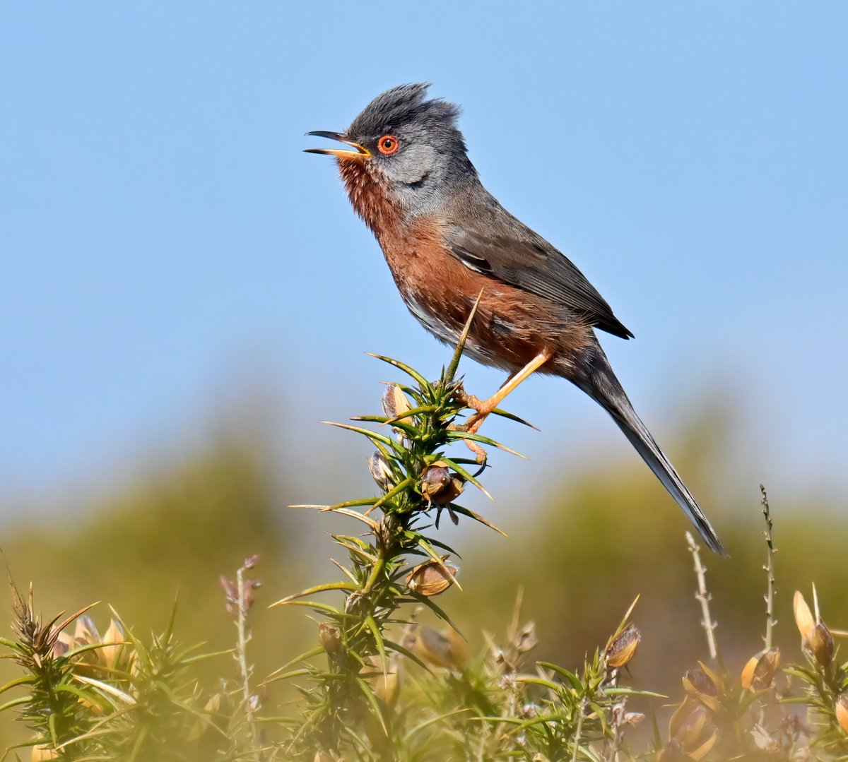 Thrilled to get my best ever Dartford Warbler photo today! 😀😍
 Taken on the Quantock Hills in Somerset. 😊🐦